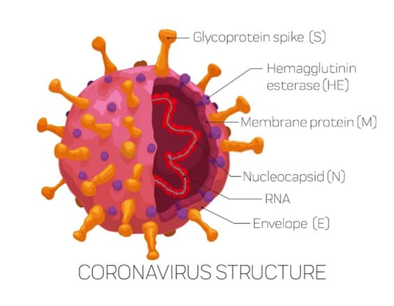 Coronavirus Structure
