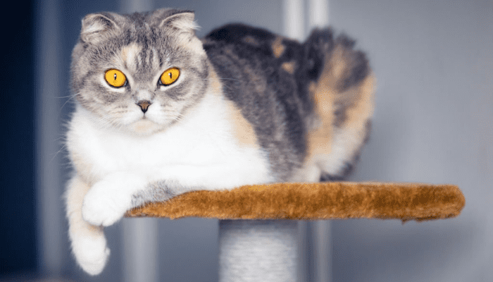Best Tips for The Perfect Cat Tree